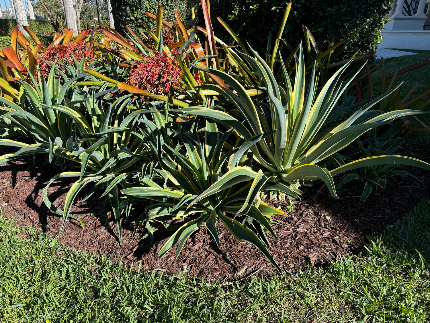 Aloe Vera in Landscape