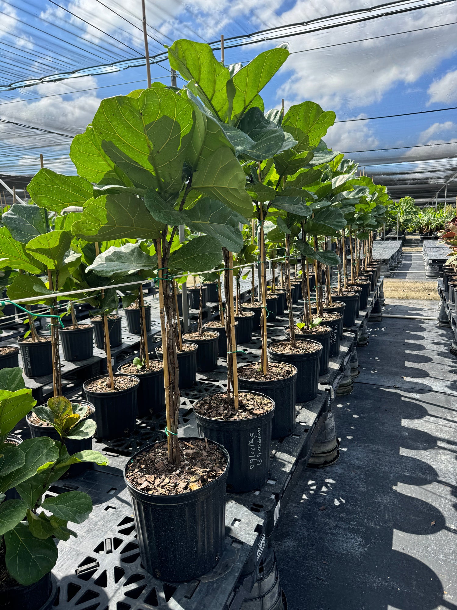 ficus lyrata fig tree single trunk