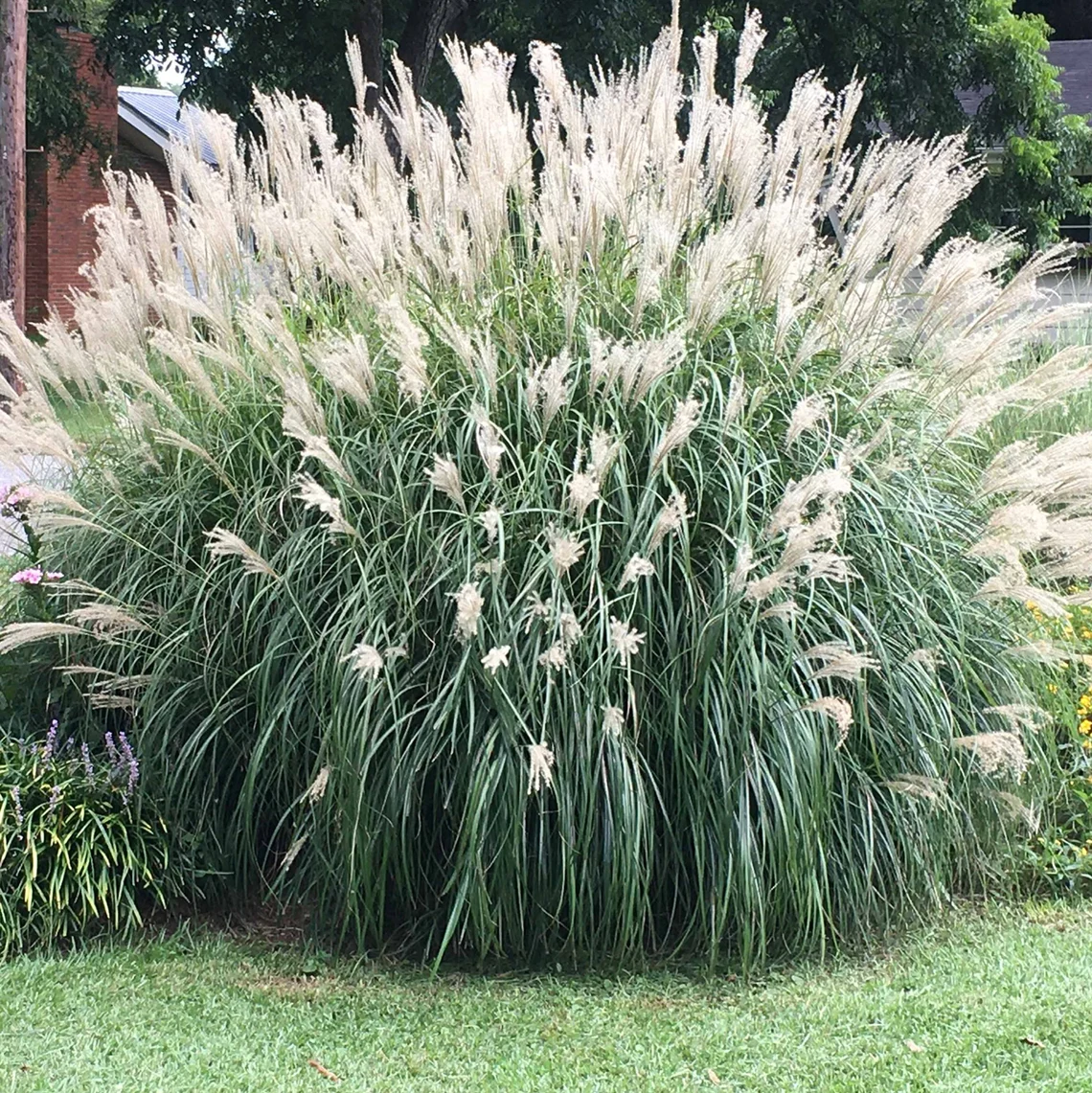 Best Sellers Ornamental Grasses Collection