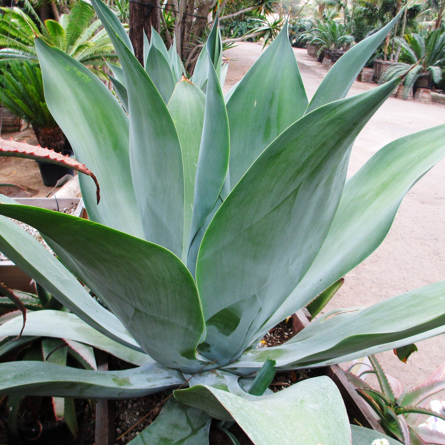 Agave Blue Flame, Blue Glow Foxtail