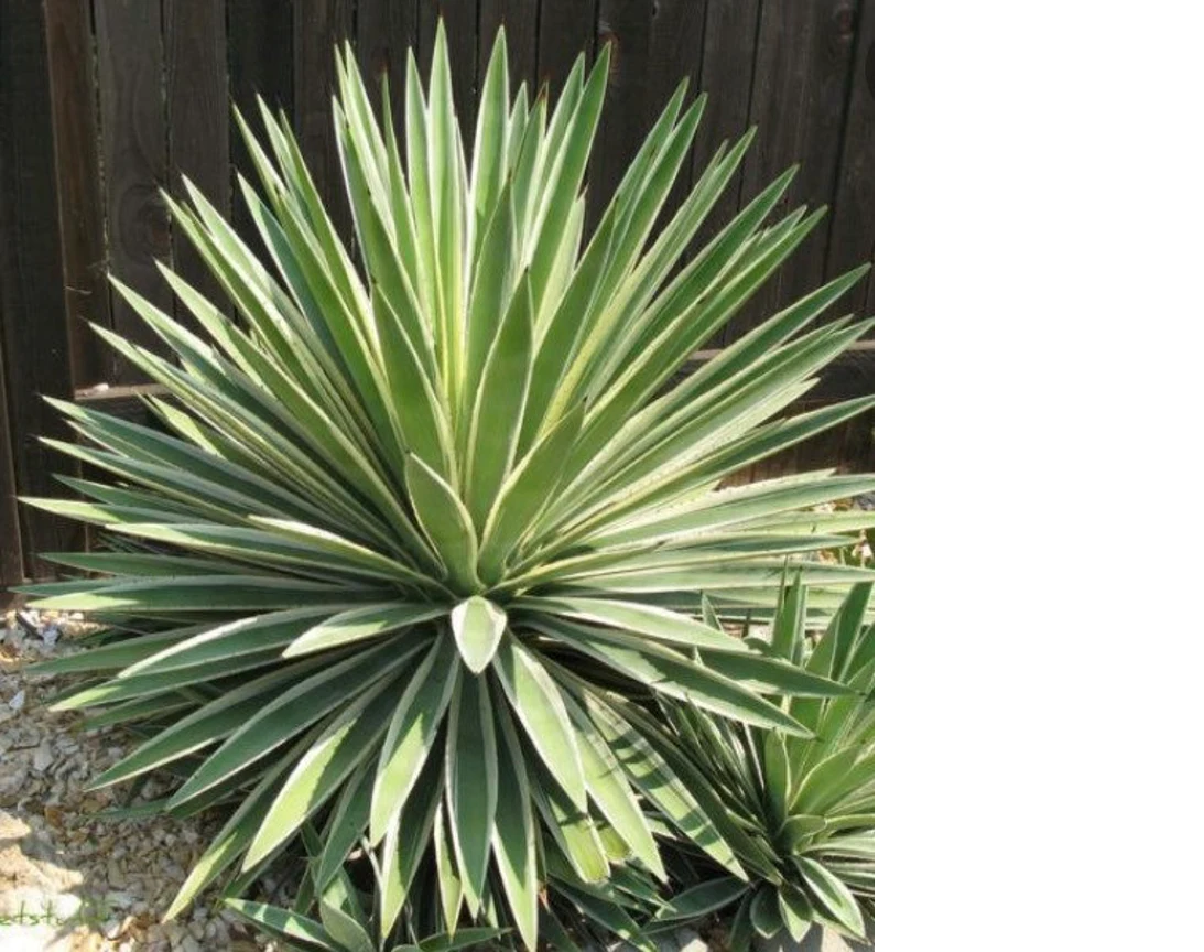 Caribbean Agave Angustifolia, Agave Lopantha Qudricolor, Agave Geminiflora Rastaman