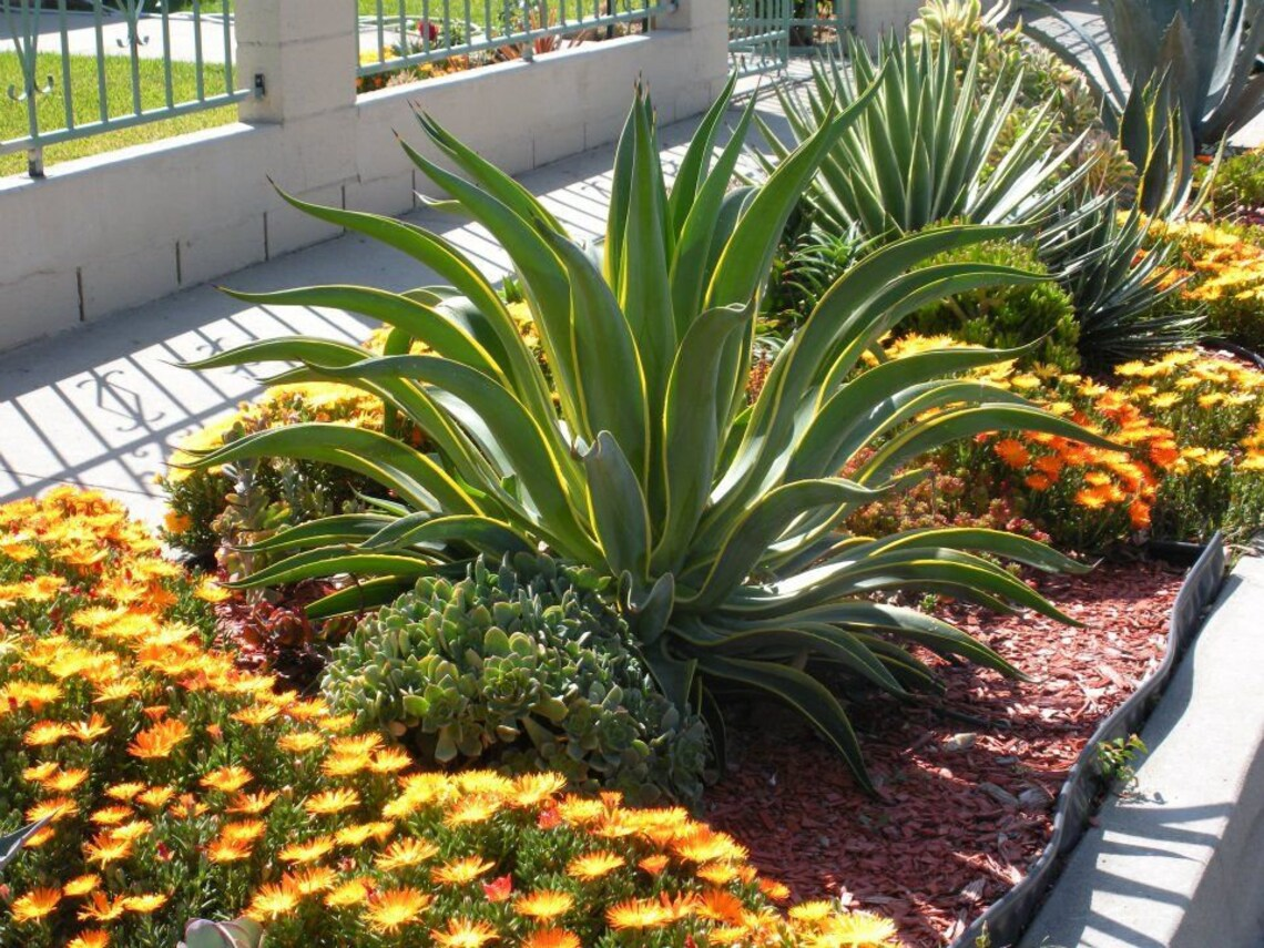 Agave Desmettiana in Landscape