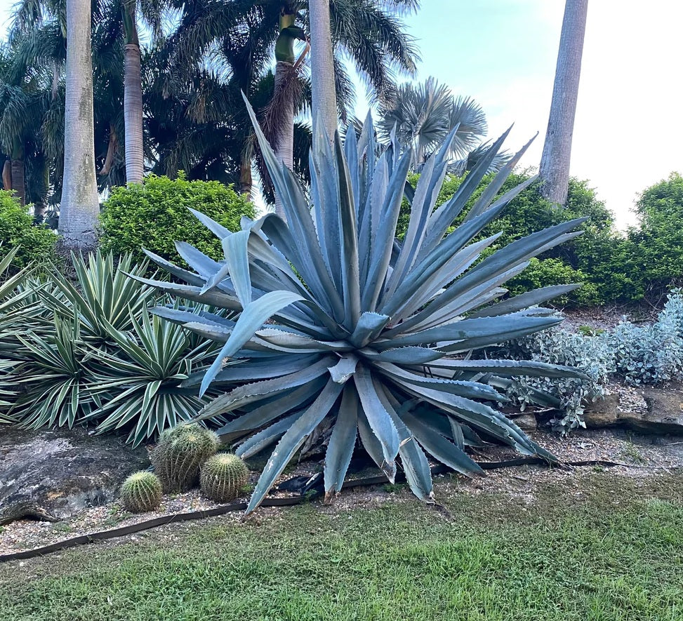 Agave Super Blue, Americana Century Plant