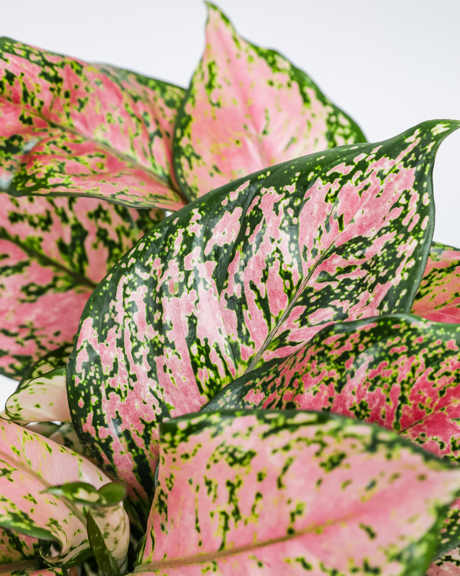 Aglaonema