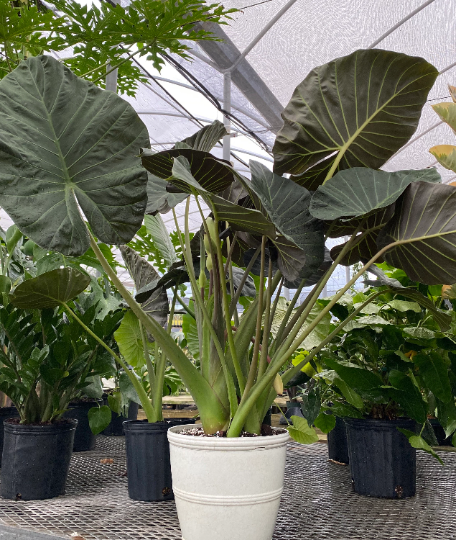 Alocasia