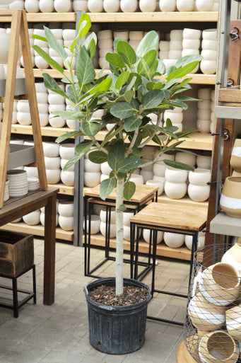 Ficus Tree Form Collection