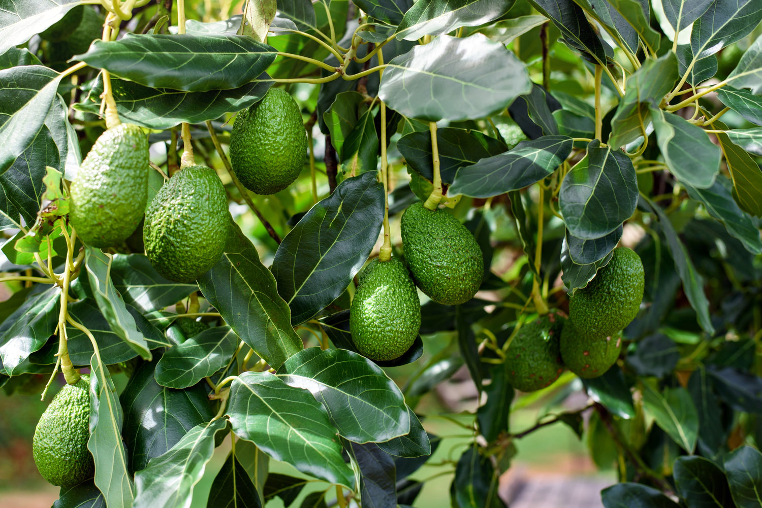 Avocado Fruit Tree
