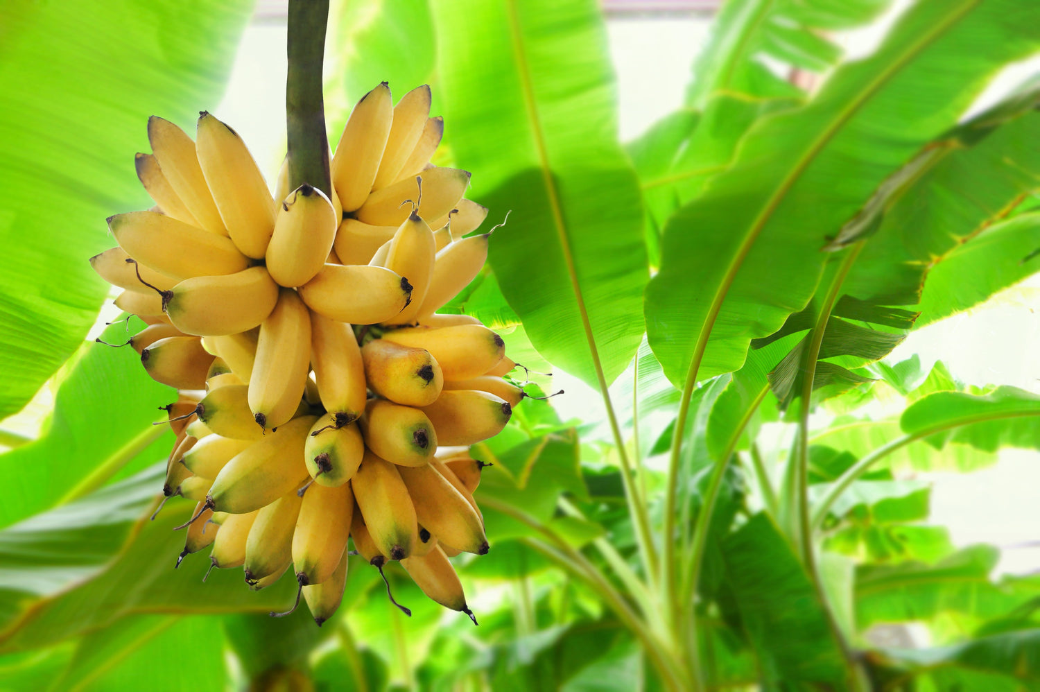 Banana Fruit Tree