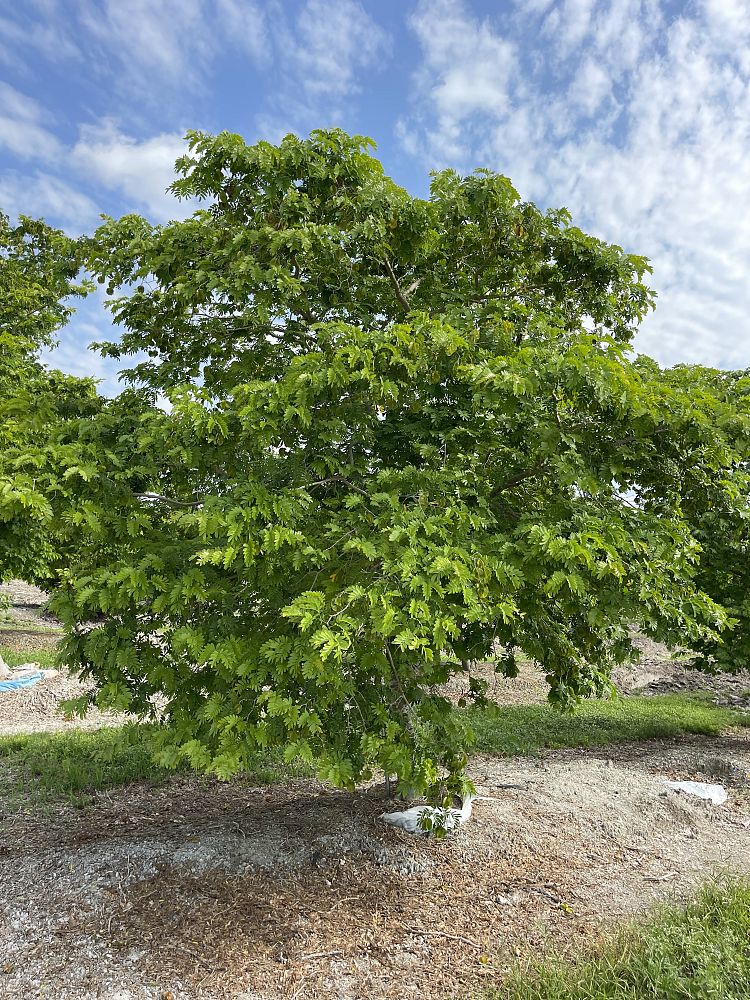 Mature Bulneia Arborera Shade Tree planted in ground