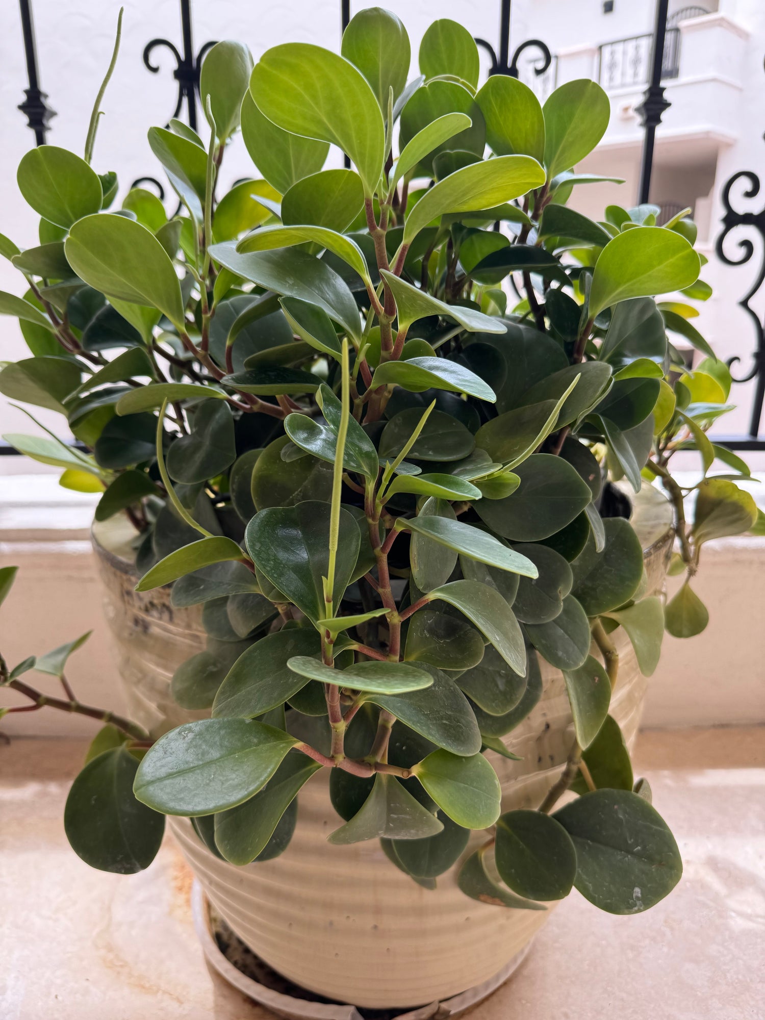 Peperomia Rubber Plant