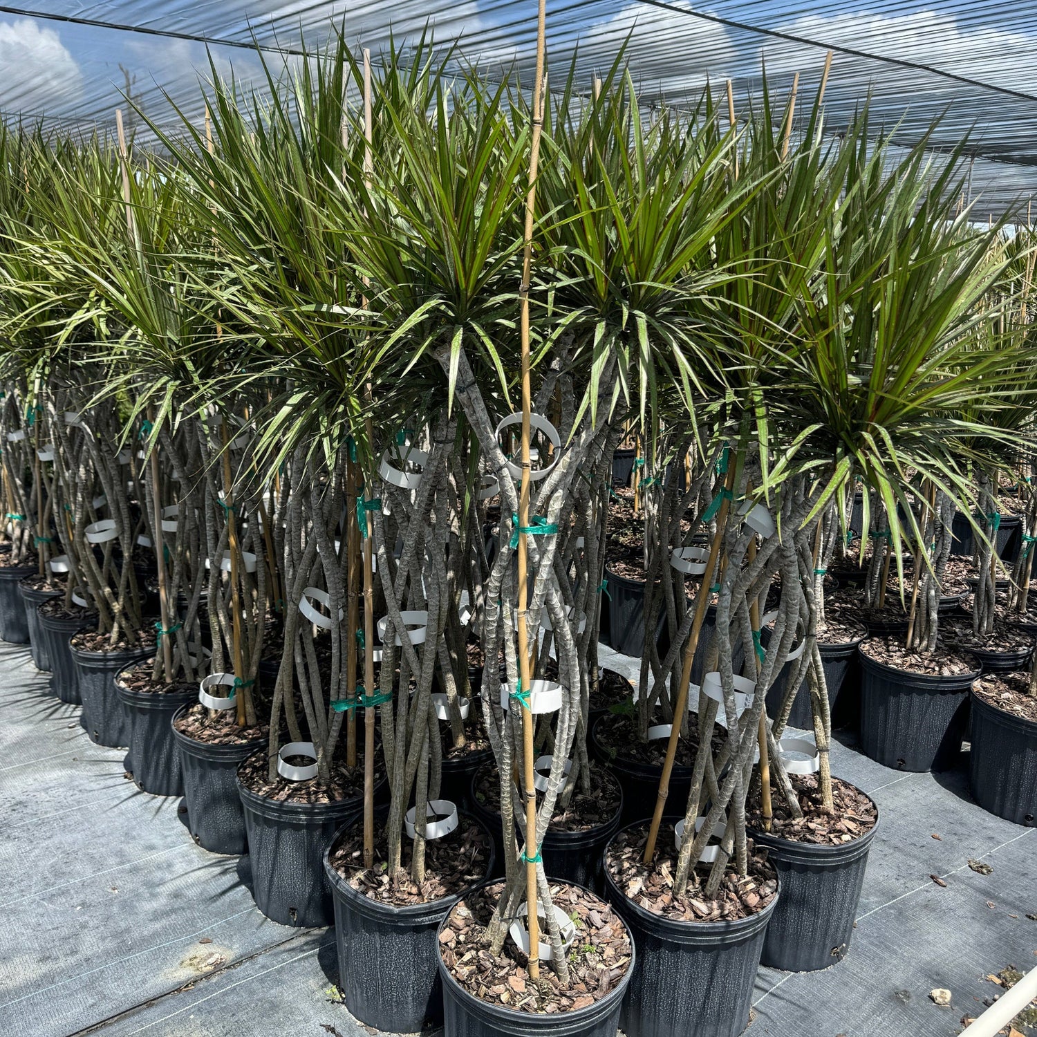 Dracaena Dragon Tree Open Braid