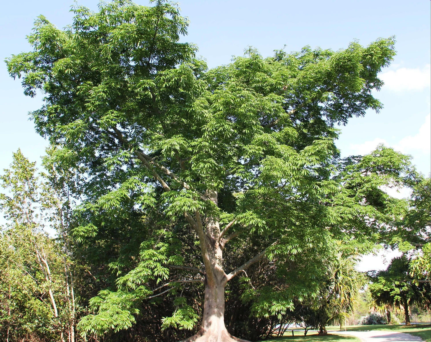 Ceiba speciosa floss silk tree, planted in landscape.