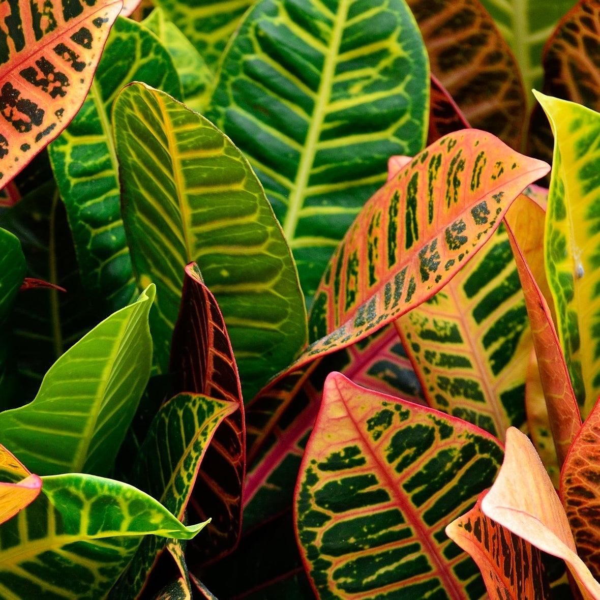 Croton