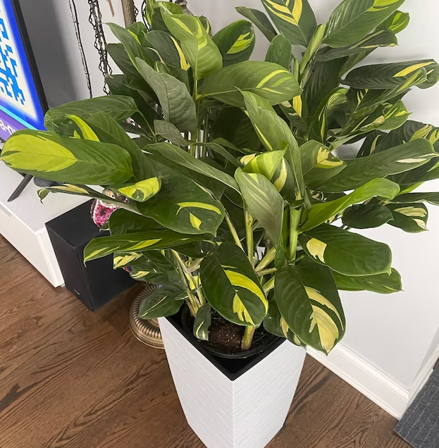 Ctenanthe variegated plant in living room