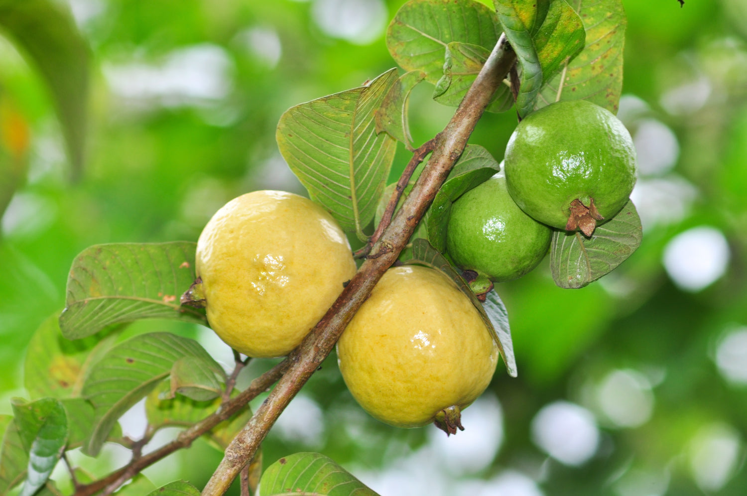 Guava Fruit Tree