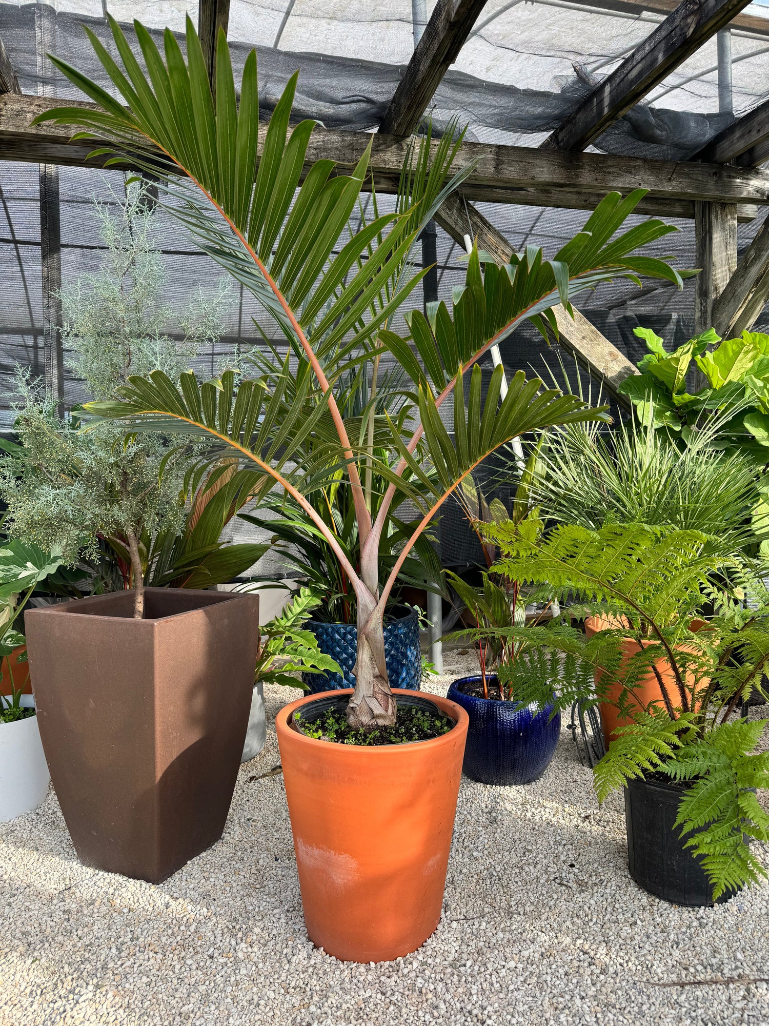 Bottle Palm Large