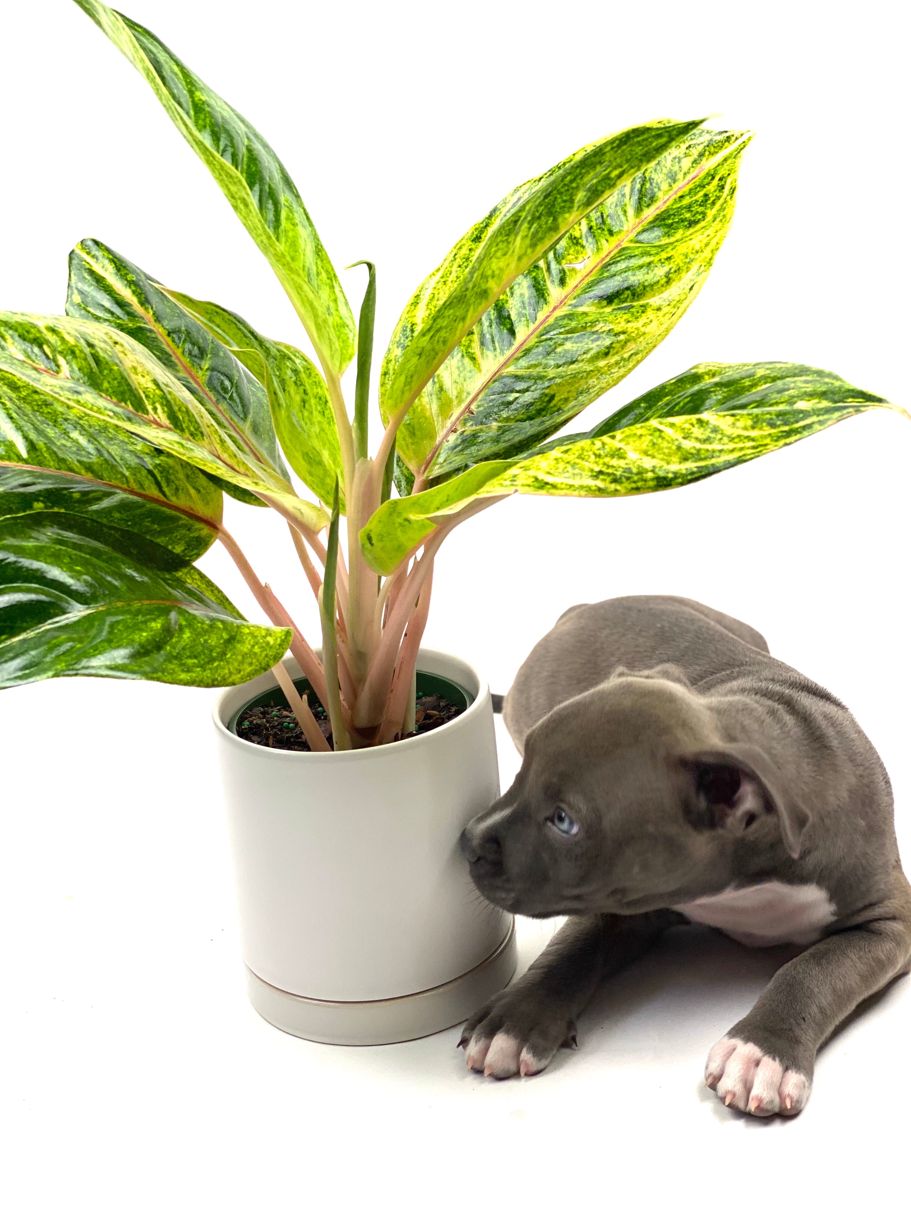 Buy the Best Pet Friendly Plants Eureka Farms