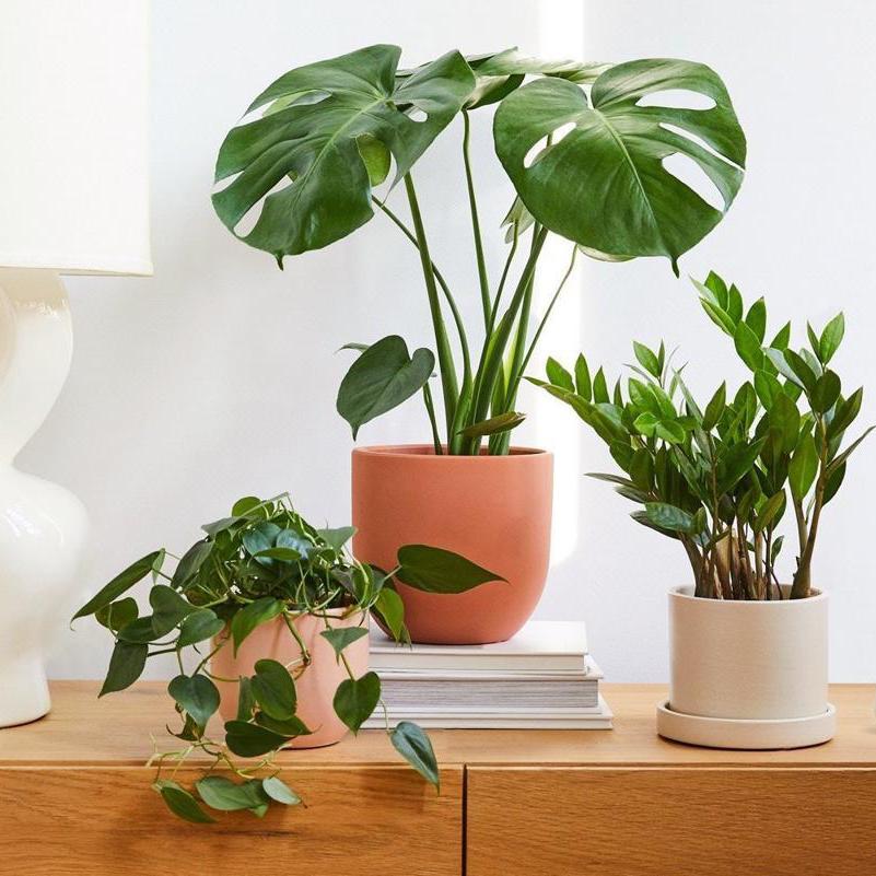 Indoor Plants