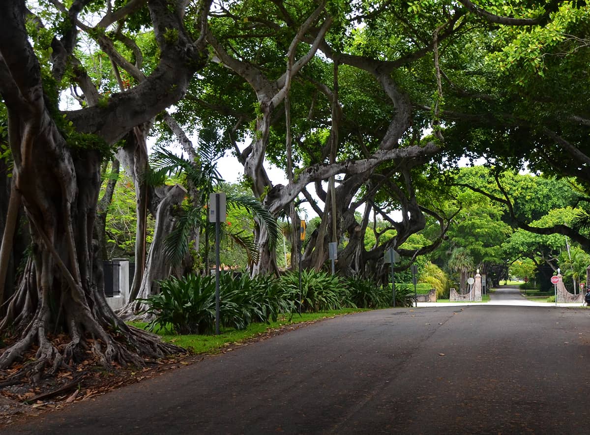 Shade Tree