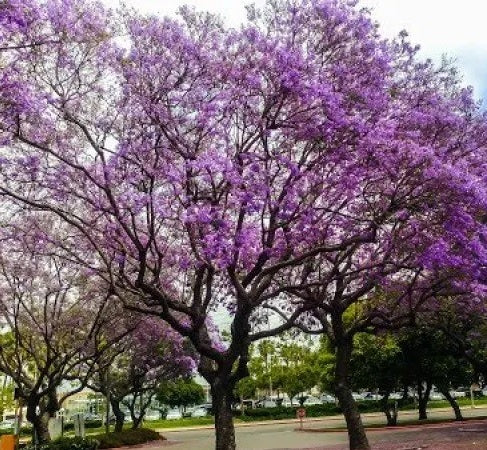 Flowering Trees