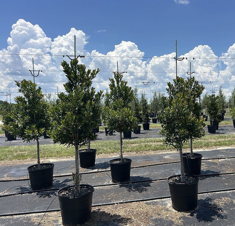 Large Japanese blueberry Tree in Nursery