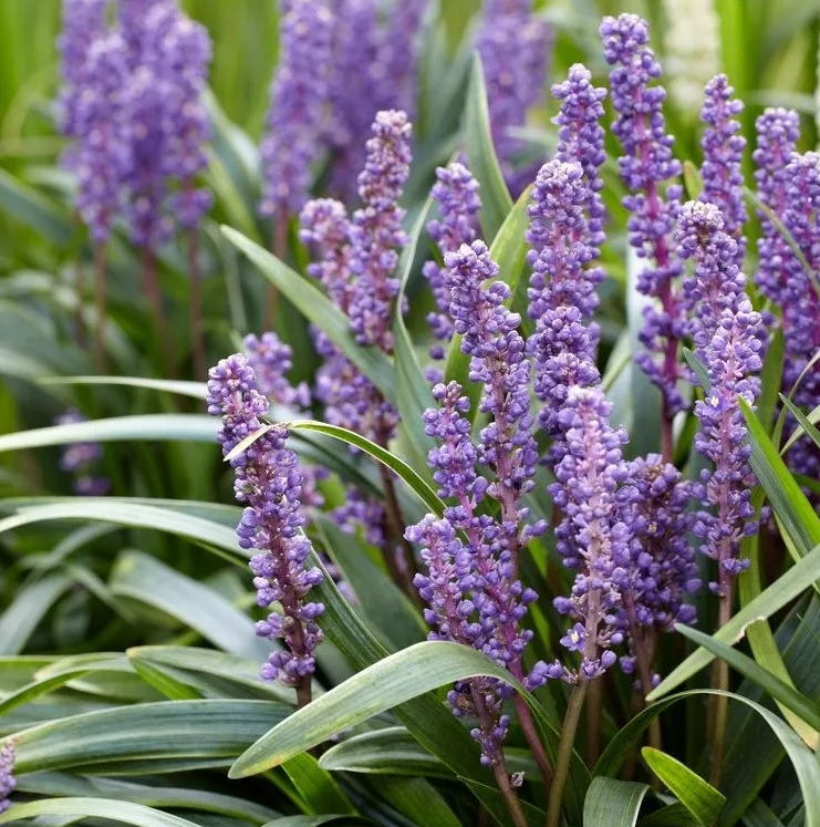 Liriope Muscari Variegated, Super Blue Monkey Grass, Black Mondo