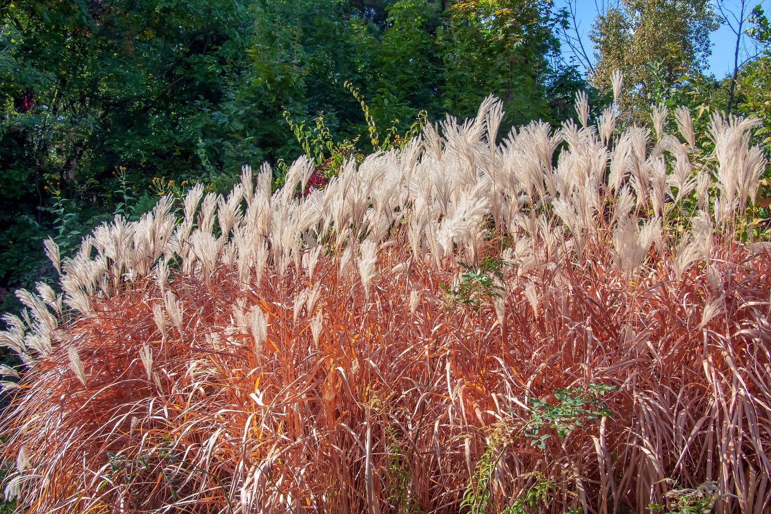 Miscanthus Flame and Maiden Ornamental Grass