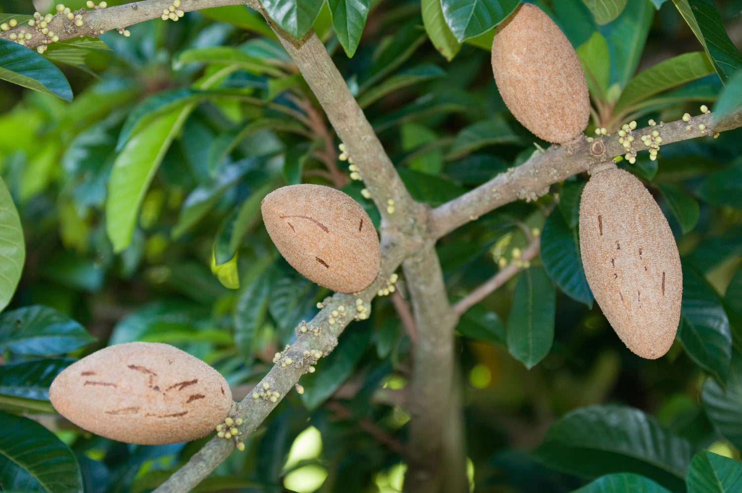 Mamey Sapote Fruit Tree