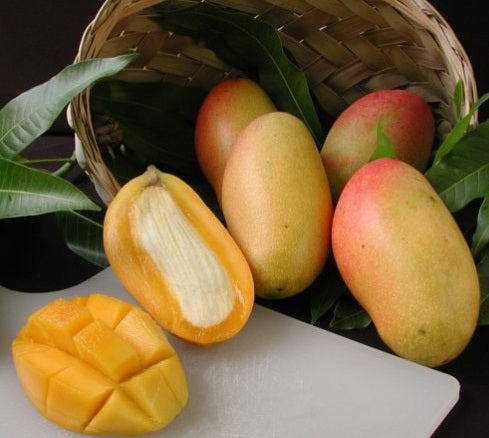Mango fruit valencia pride