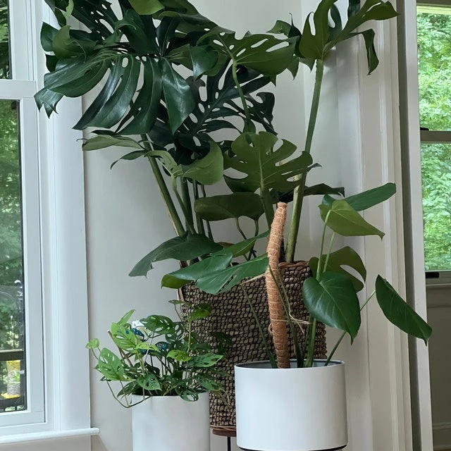 Monstera un Living Room