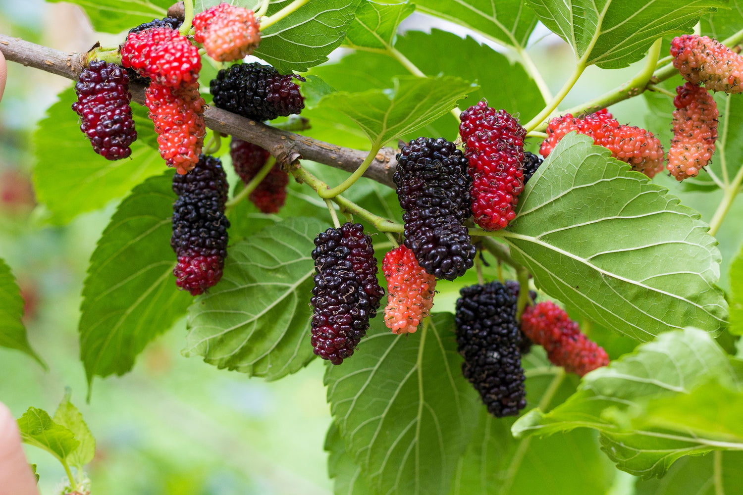 Berry &amp; Mulberry Tree