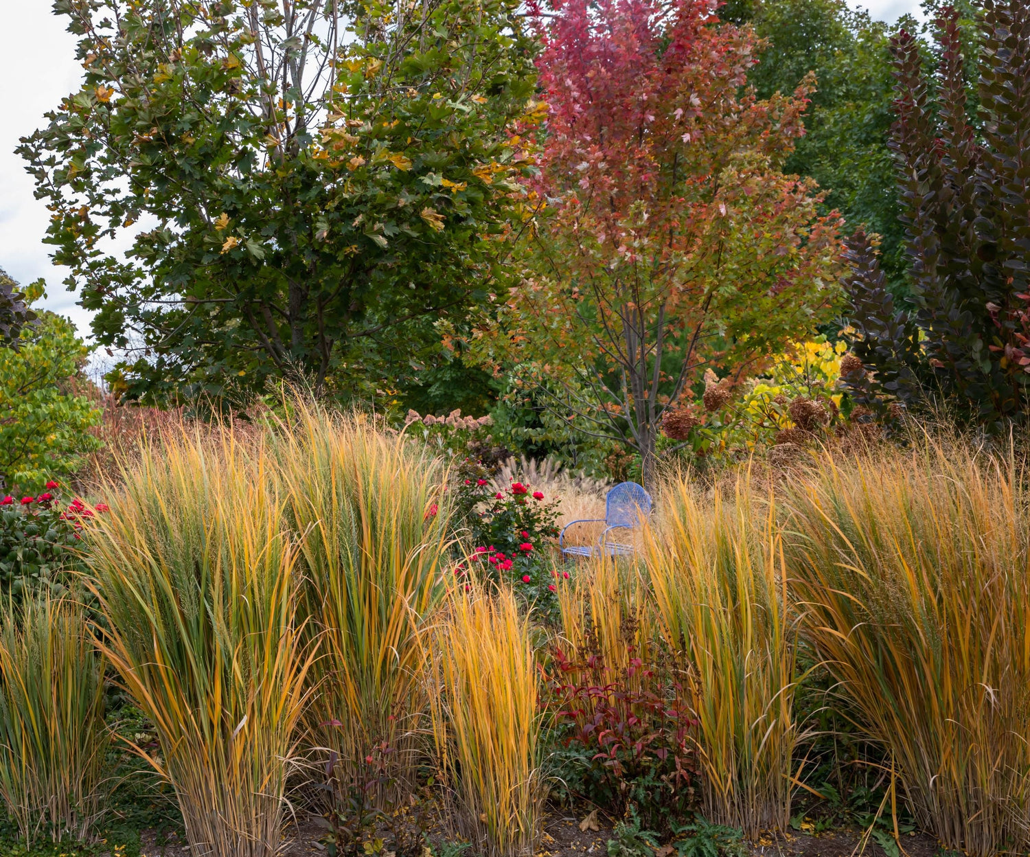 New Zealand Wind Grass and Red Switch Grass Shenandoah