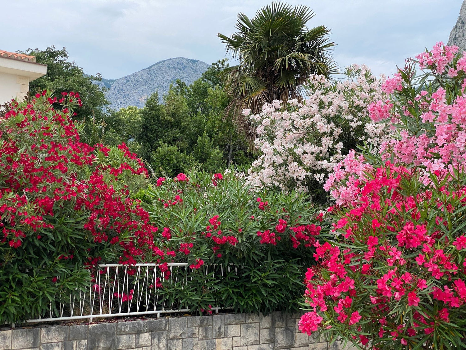 Oleander in Bloom in Garden