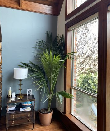 Green Malayan In Living Room Setting