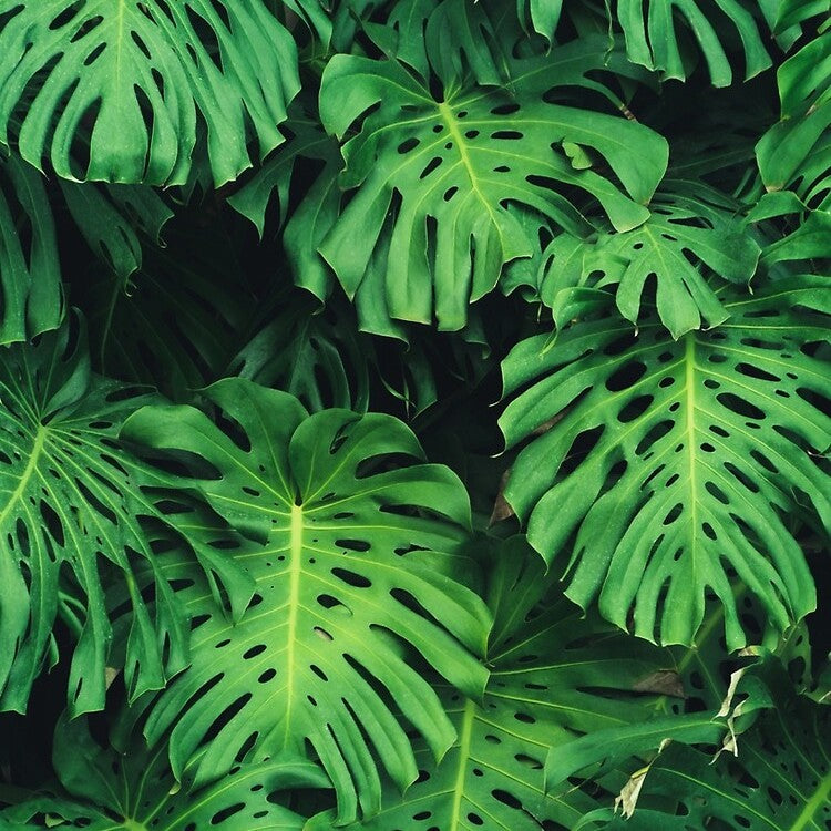 Philodendrons