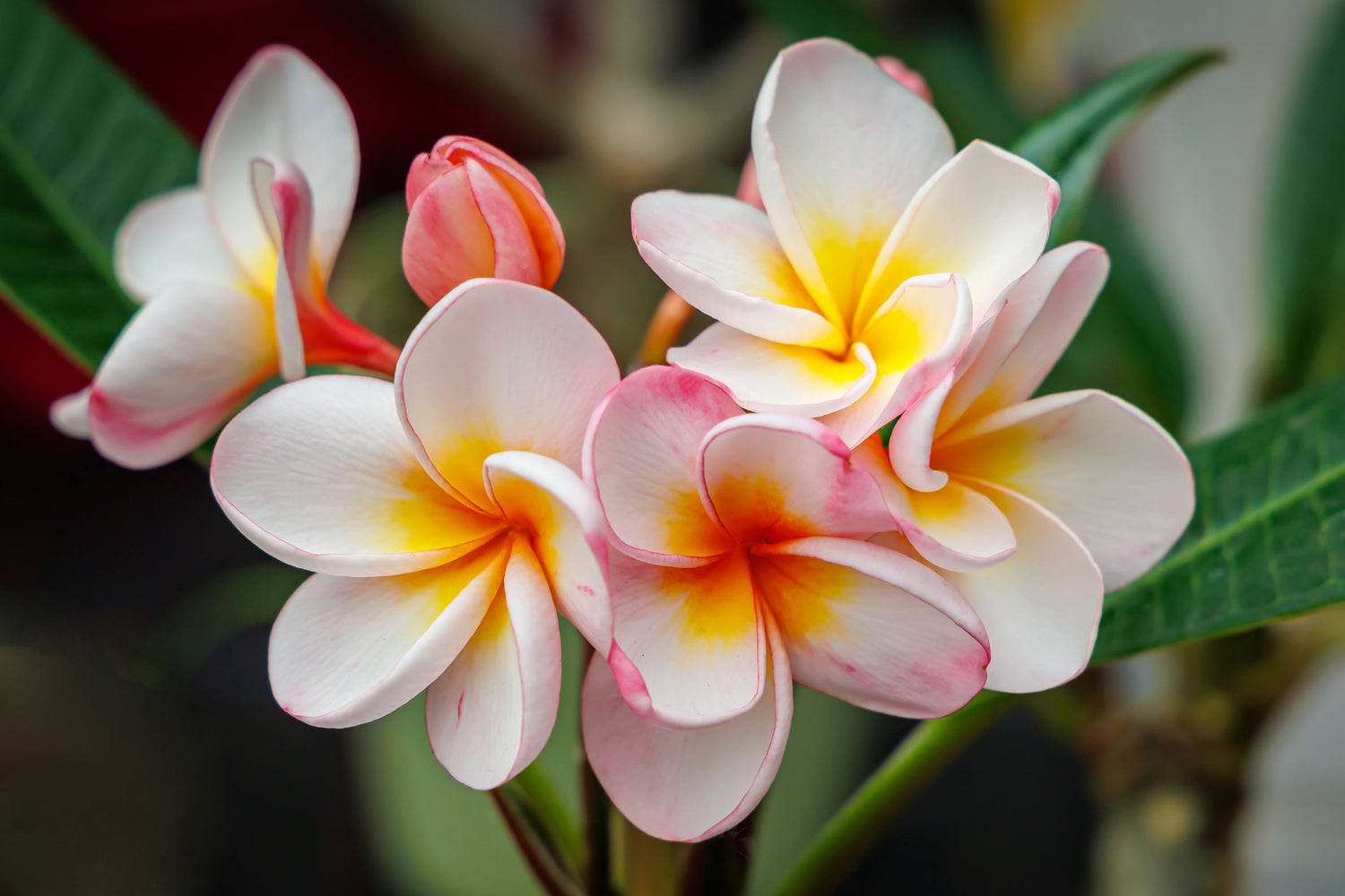 Plumeria Frangipani Flowering Tree