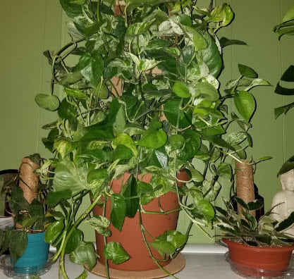 Pothos Plants