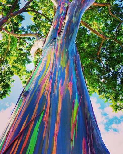 Eucalyptus Trees