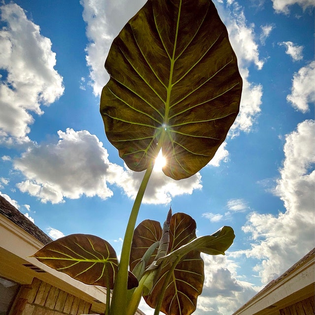 Elephant Ears Plant