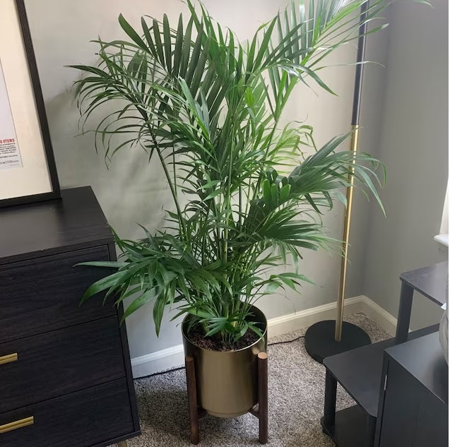 Tropical Palm Tree, Live Palm, Exotic Palm