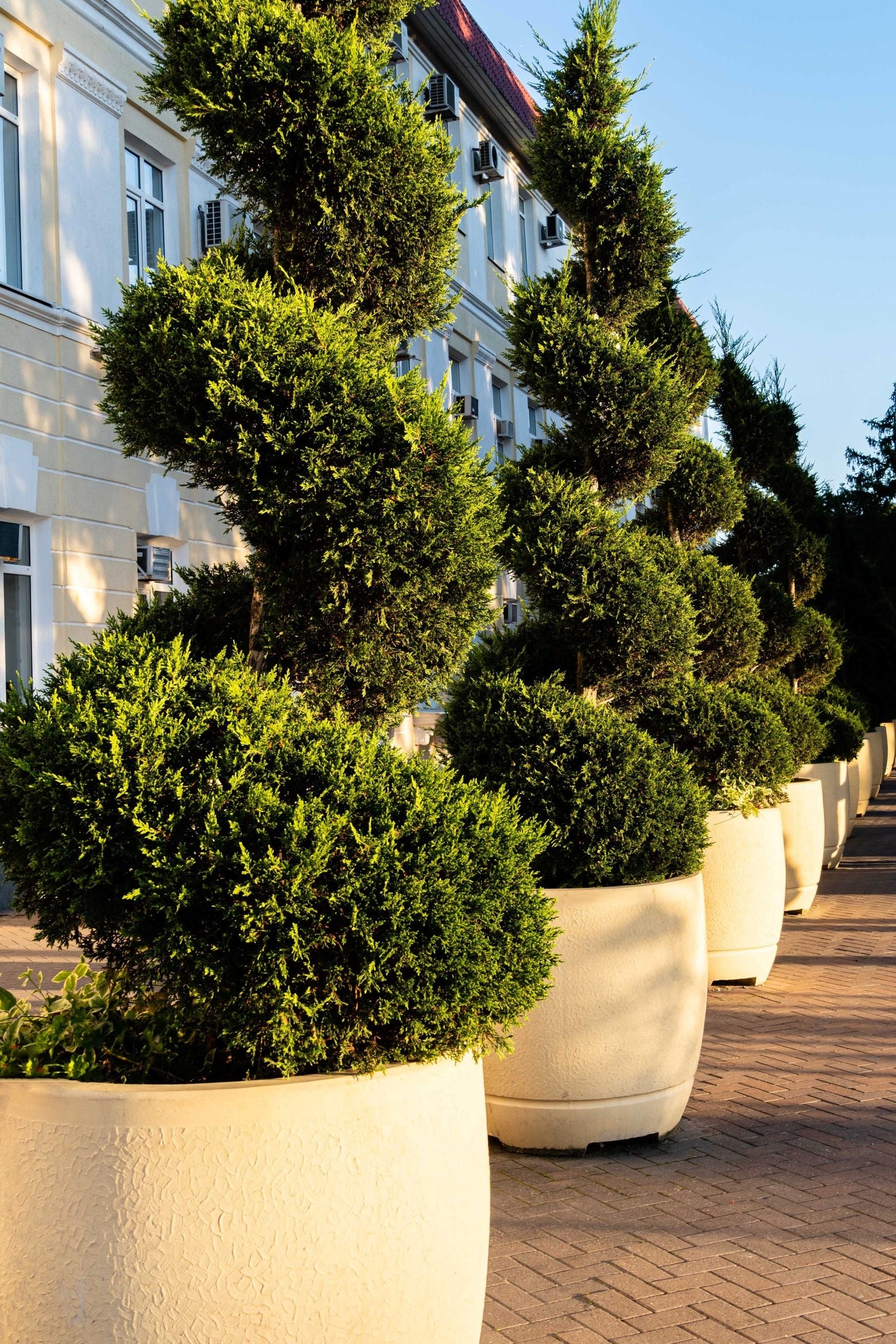 Topiary Eugenia, Spiral, Cones, Multi Ball Design