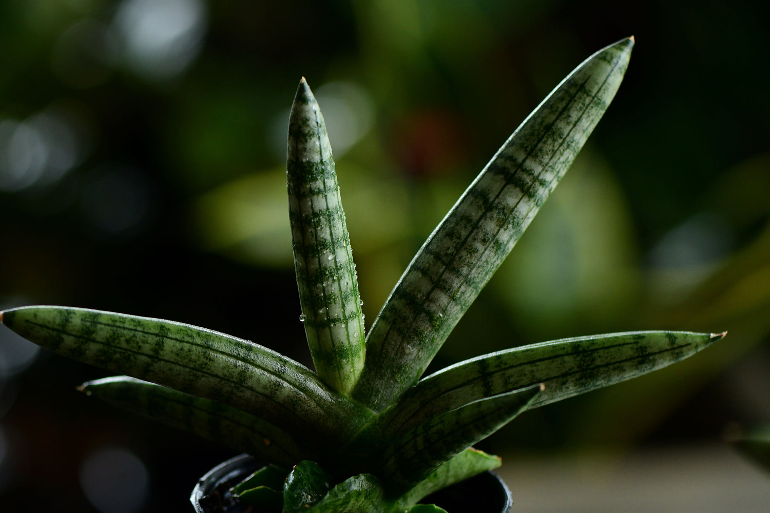 Popular Indoor Plants