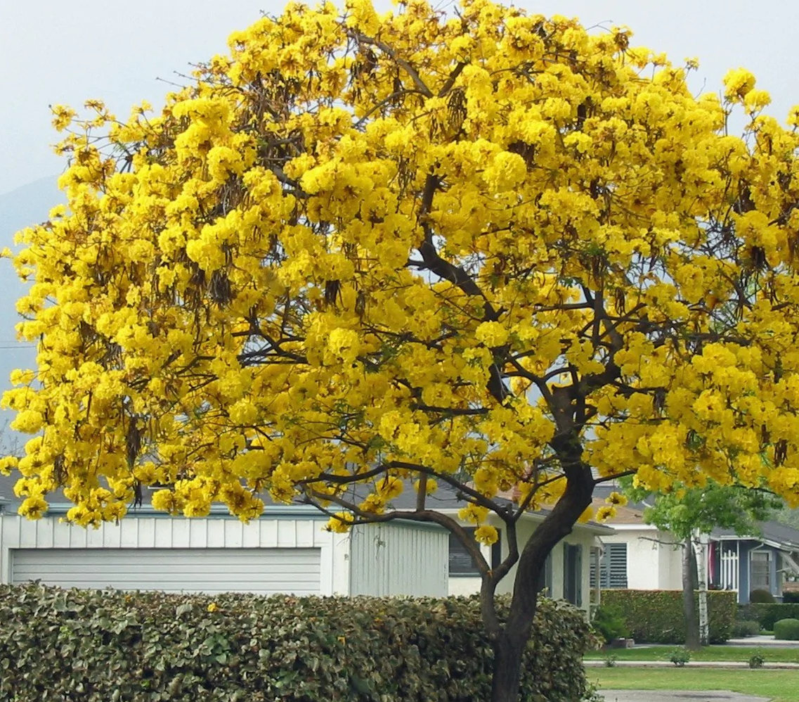 Tabebuia Trumpet Flowering Tree