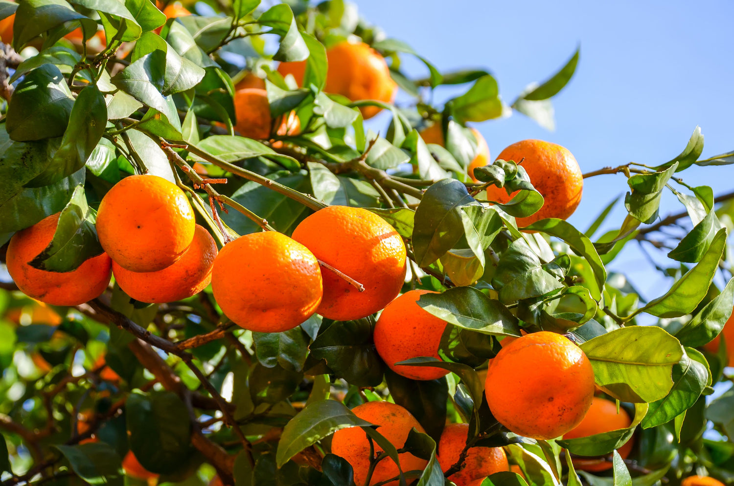 Citrus Trees