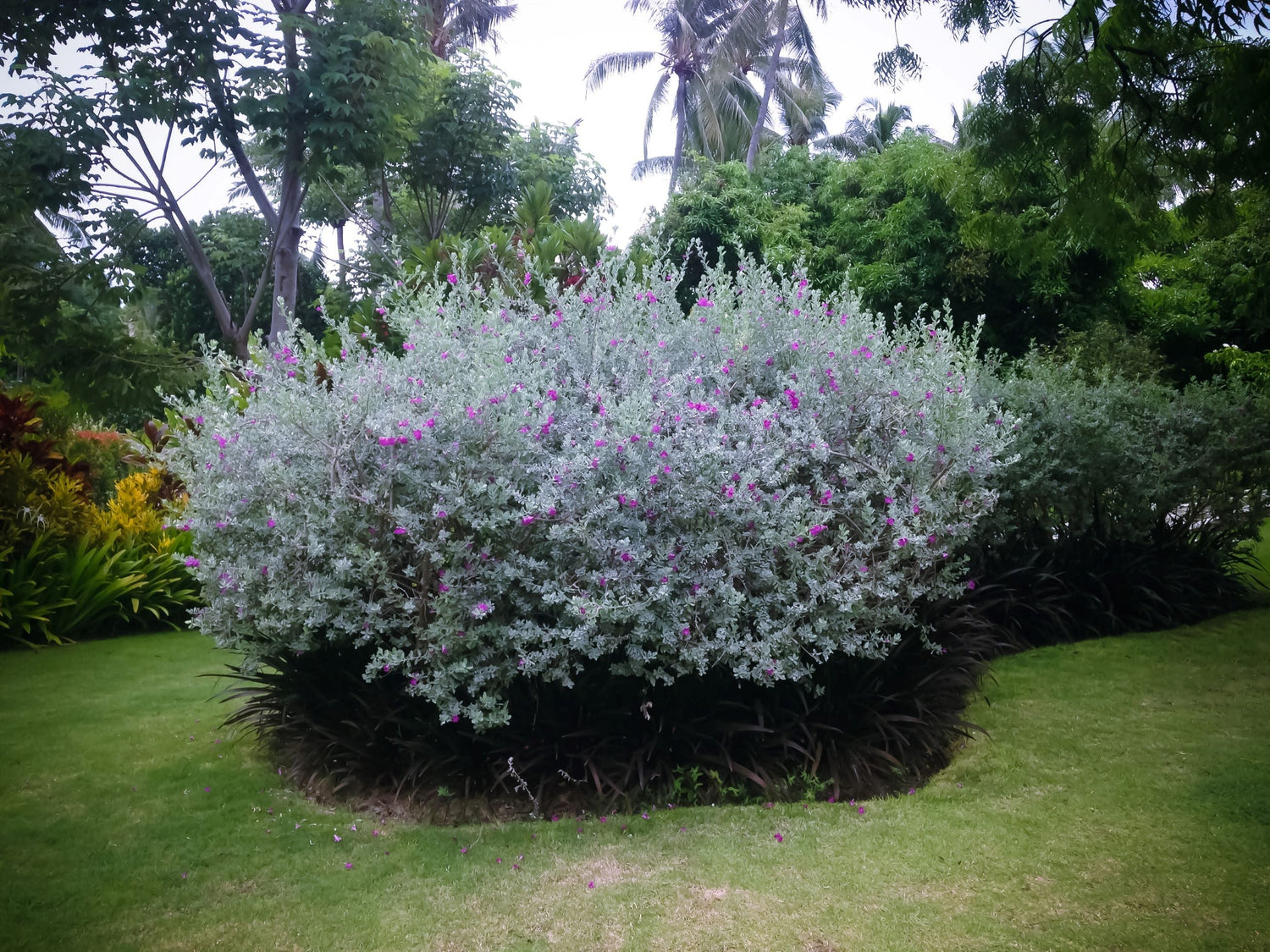 Texas Sage Bush in Landscape in Bloom