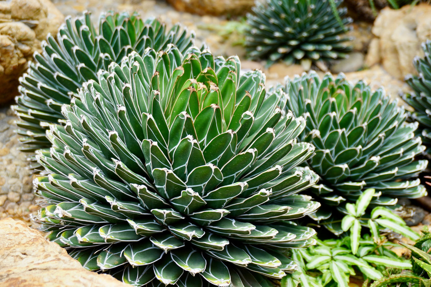 Agave Parryi Artichoke, Agave Victoria, Agave Black Widow, Agave Lopantha