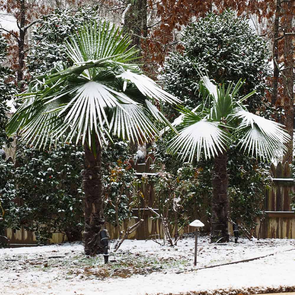 Cold Hardy Plant Tree Windmill