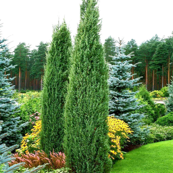Buy in Bulk and Save! Create your own 9-Pack, Arborvitae, Cypress and Junipers, up to 35% Off
