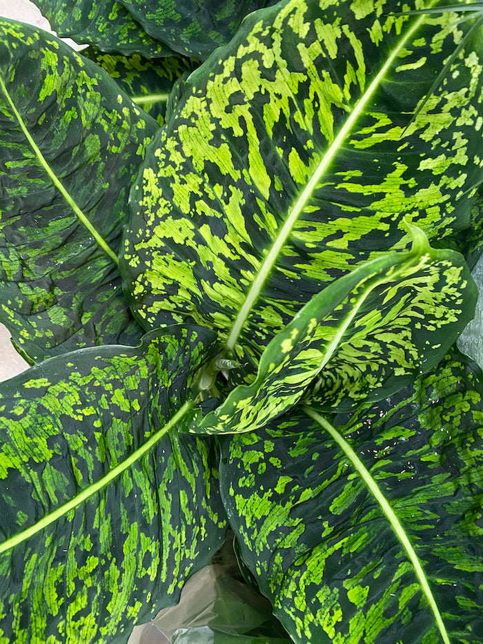 dieffenbahia leaf top view