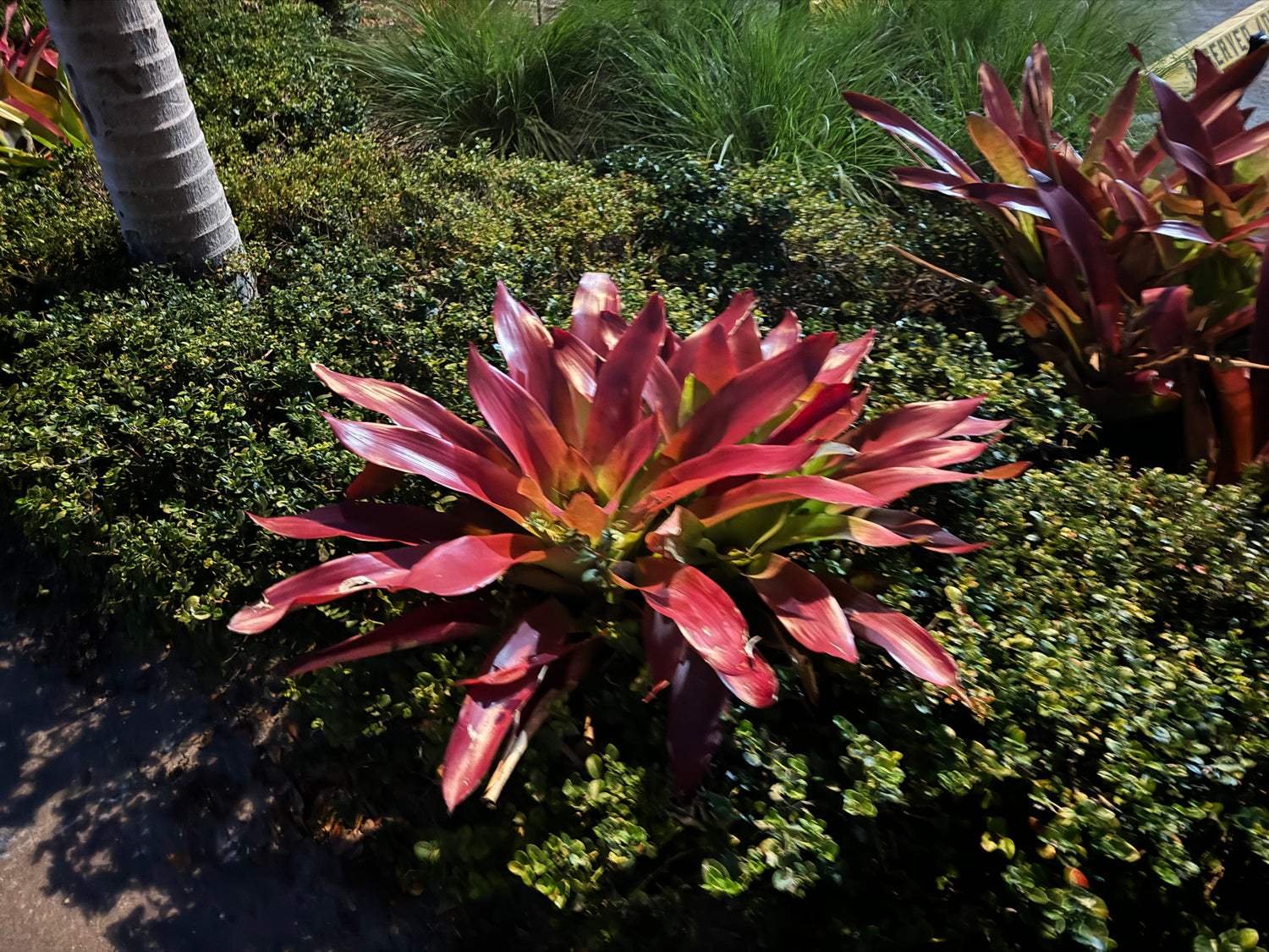 Balcony Delights